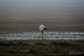 017_Biebrza - kwiecien 2011